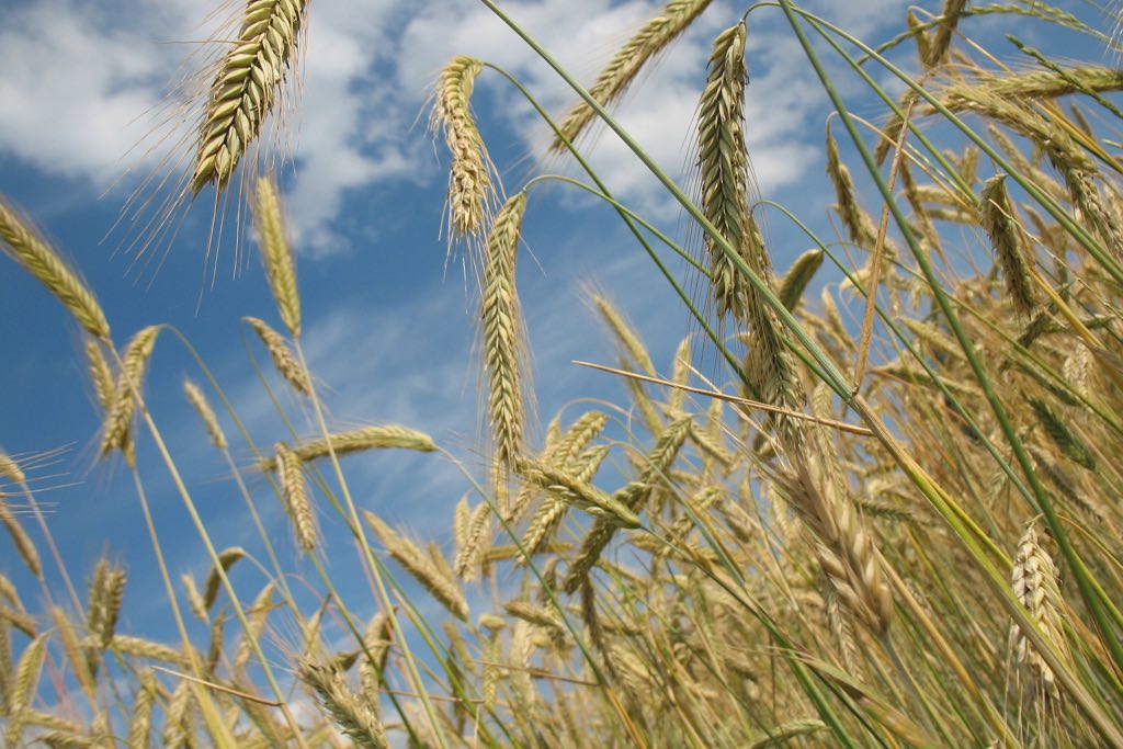 Пшеничние продукти